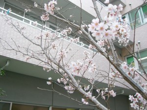 3月さくら (5)